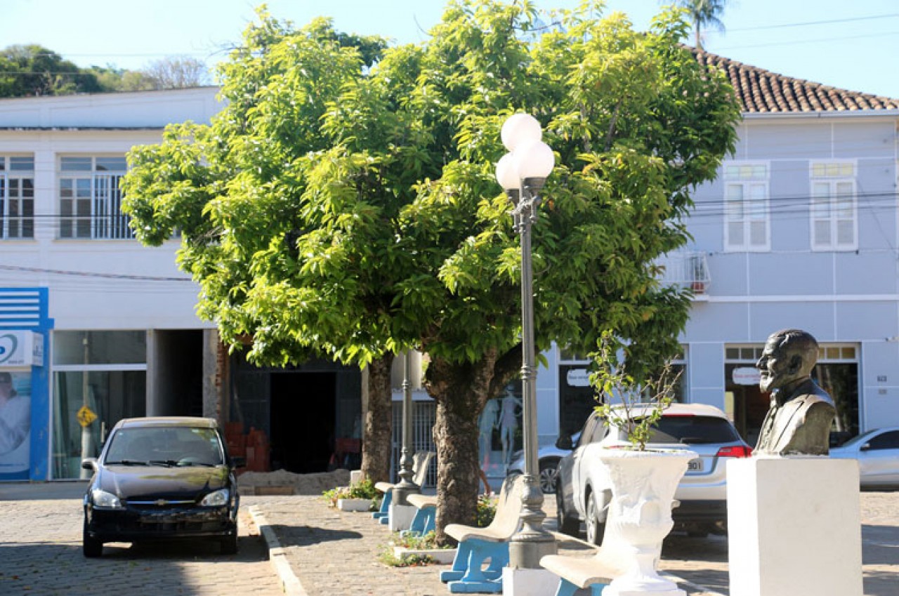 Árvores resistem ao tempo e florescem em praça histórica de Guaçuí