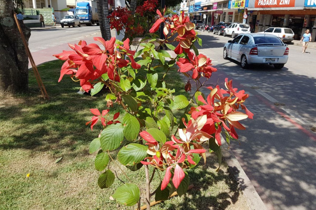 As cores das flores que gostam do verão em Guaçuí